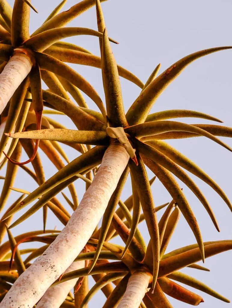 quiver tree forest in namibia nahaufnahme der aeste
